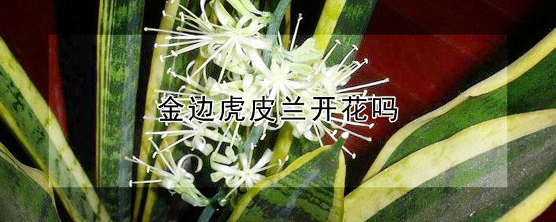 金边虎皮兰开花吗（金边虎皮兰开花吗几年）