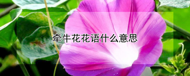 牵牛花花语什么意思 牵牛花花语及象征意义