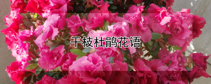 干枝杜鹃花语（干杜鹃花花语）