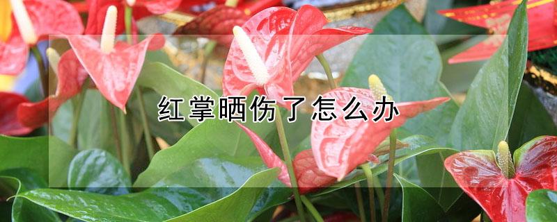 红掌晒伤了怎么办（红掌被晒伤了怎么办）
