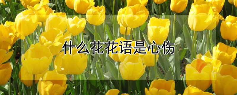 什么花花语是心伤 花语 伤心