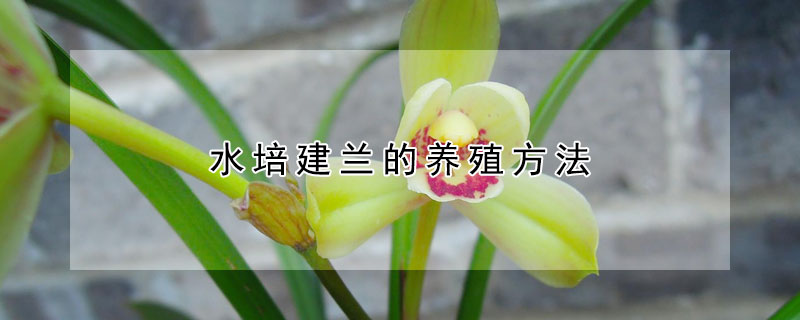 水培建兰的养殖方法(水培一叶兰的养殖方法)