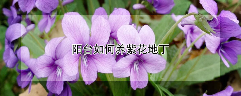 阳台如何养紫花地丁（地丁花怎么养）
