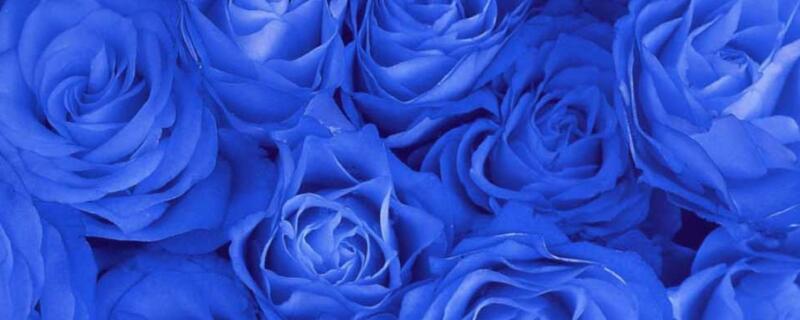 蓝色妖姬的花语是什么 11朵蓝色妖姬的花语是什么