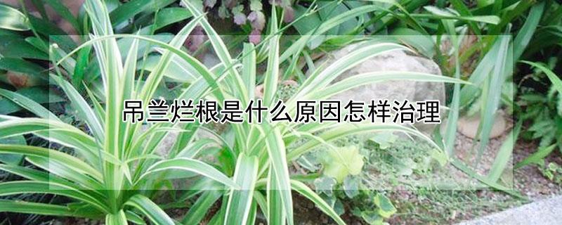 吊兰烂根是什么原因怎样治理 吊兰出现烂根怎么办