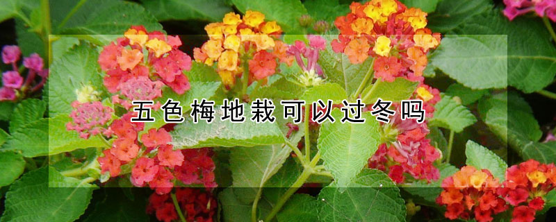 五色梅地栽可以过冬吗 盆栽五色梅冬天怎么养