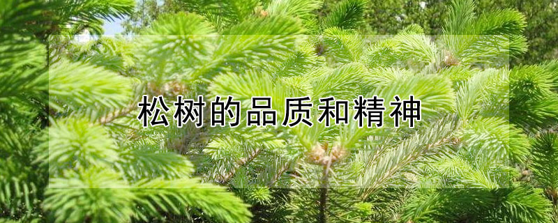 松树的品质和精神（松树的品质和精神作文700字）