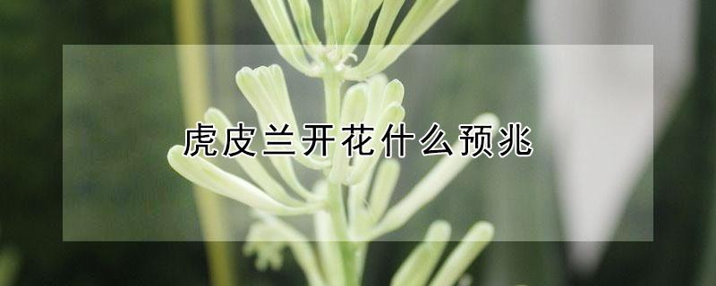 虎皮兰开花什么预兆（虎皮兰开花是怎么回事）