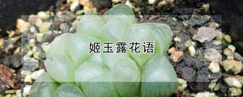 姬玉露花语 玉露 花语