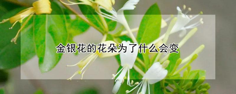 金银花的花朵为了什么会变 金银花的花朵为了什么会变颜色