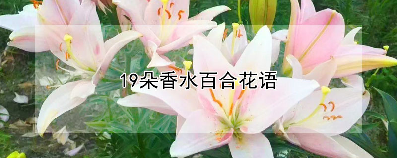 19朵香水百合花语 19朵香水百合代表什么意思