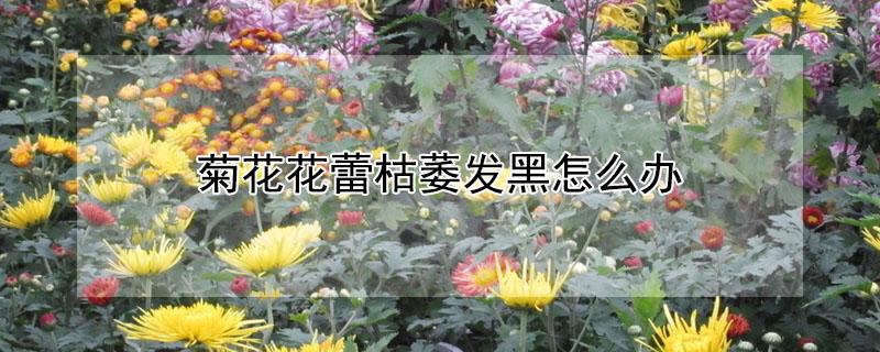 菊花花蕾枯萎发黑怎么办（菊花花心发黑是怎么回事）