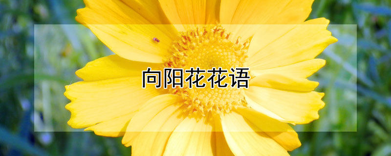 向阳花花语（向阳花花语象征与寓意）