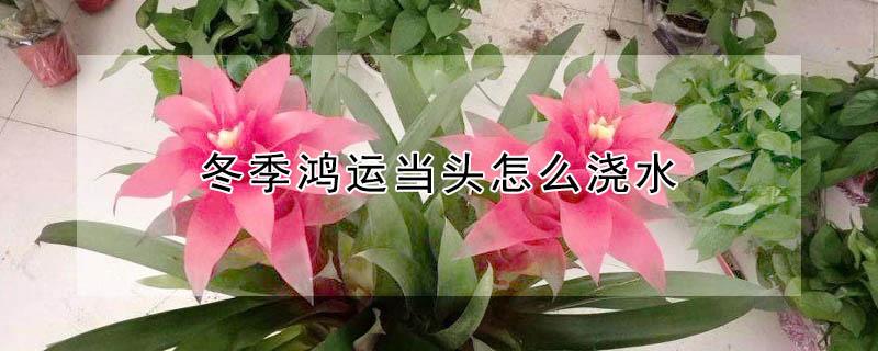 冬季鸿运当头怎么浇水 冬天鸿运当头怎么浇水