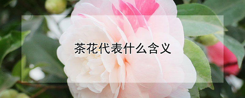 茶花代表什么含义（花茶的含义）