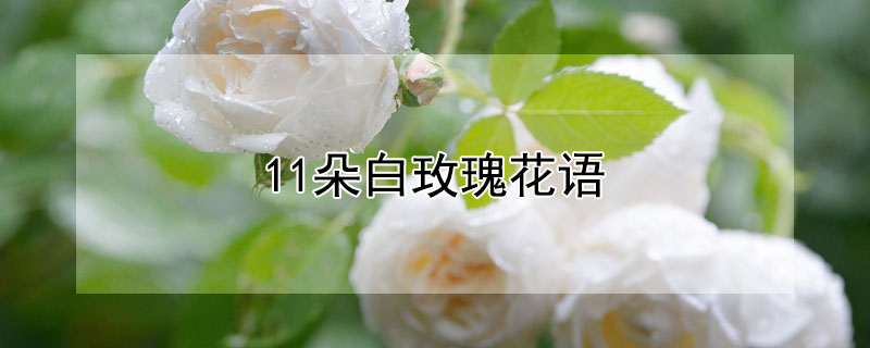 11朵白玫瑰花语 11朵白玫瑰花语象征与寓意