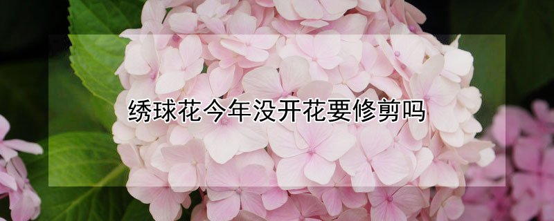 绣球花今年没开花要修剪吗（今年绣球花没开花需要修剪吗）