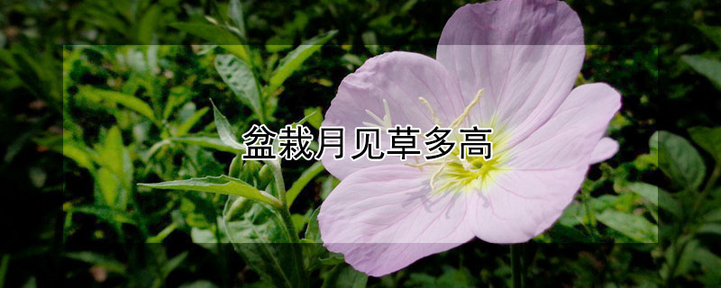 盆栽月见草多高 月见草几月份种植最好