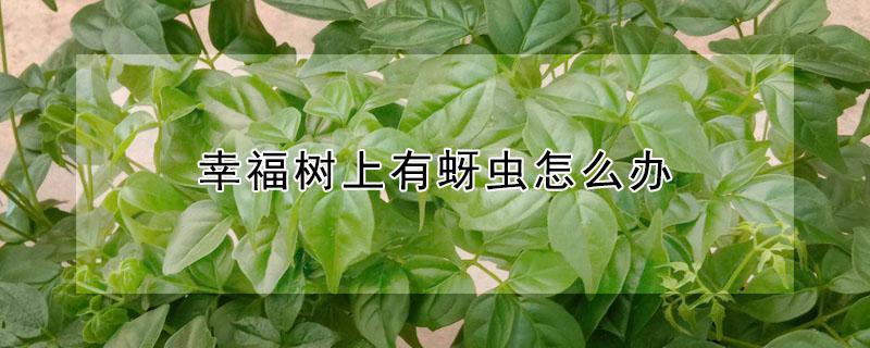 幸福树上有蚜虫怎么办 幸福树上长蚜虫怎么办
