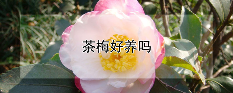 茶梅好养吗（茶梅好养吗?）