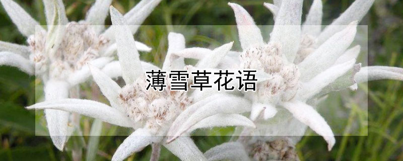 薄雪草花语 薄雪火绒草花语
