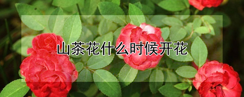 山茶花什么时候开花（四季山茶花什么时候开花）