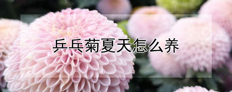 乒乓菊夏天怎么养(乒乓菊春天怎么养)