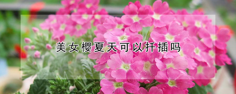美女樱夏天可以扦插吗 美女樱可以扦插吗扦插在几月份扦插