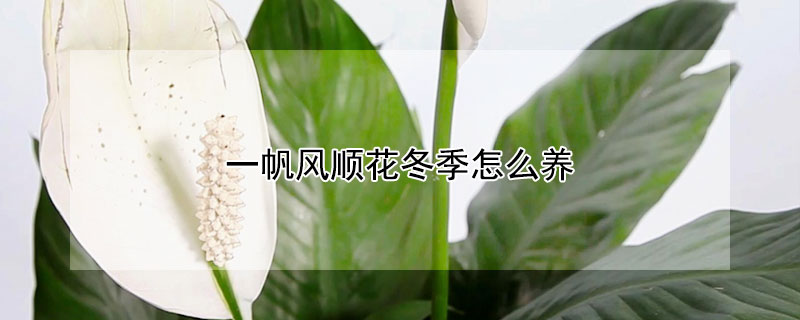 一帆风顺花冬季怎么养（一帆风顺花过冬怎么养）