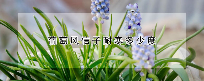 葡萄风信子耐寒多少度（葡萄风信子最低多少度过冬）
