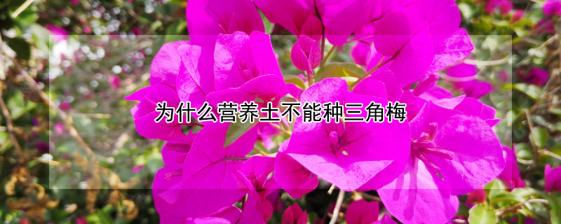 为什么营养土不能种三角梅(用什么土养三角梅)