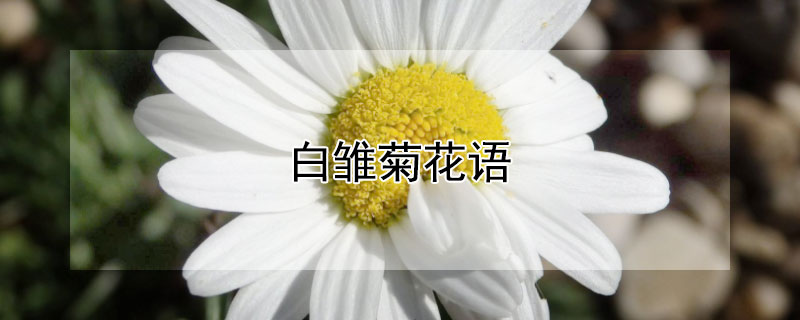 白雏菊花语 白小雏菊花语