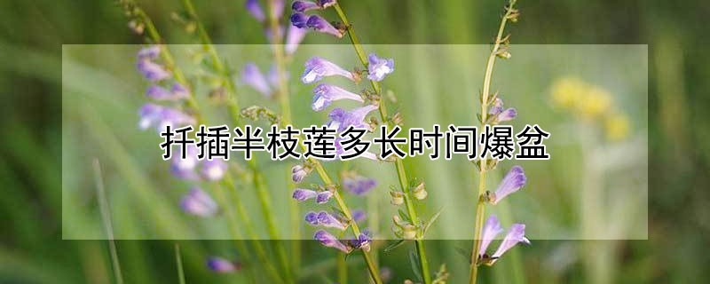 扦插半枝莲多长时间爆盆 半枝莲可以扦插吗