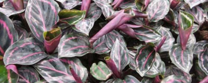 彩虹竹芋的花语与寓意 孔雀竹芋的寓意花语