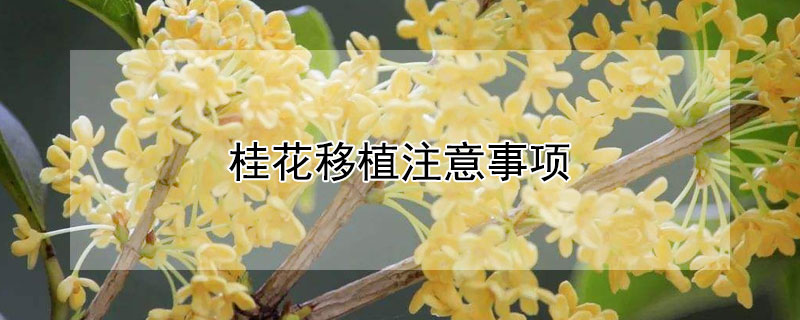 桂花移植注意事项 春季桂花树移植事项