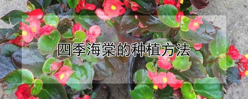 四季海棠的种植方法（四季海棠的种植方法及养护）