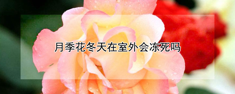 月季花冬天在室外会冻死吗（月季花会冻死么）