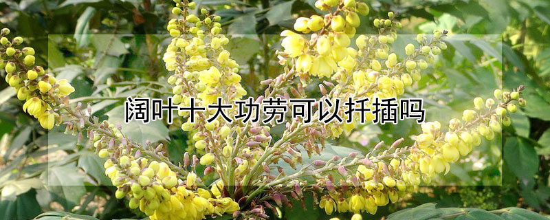 阔叶十大功劳可以扦插吗（叶子扦插就能活的植物）