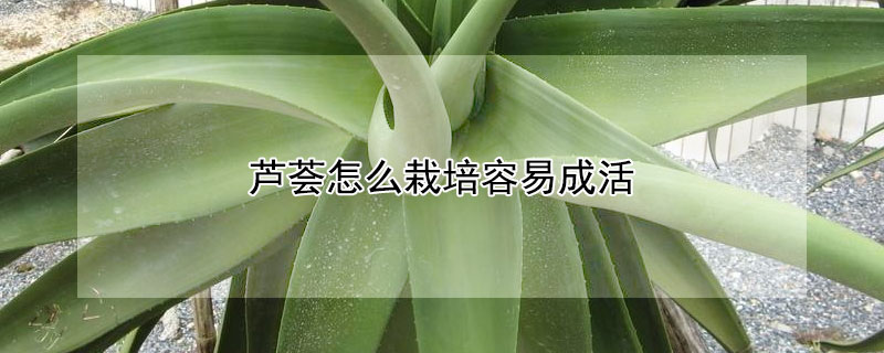 芦荟怎么栽培容易成活 芦荟怎样栽成活率高