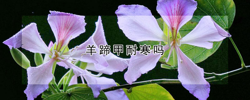 羊蹄甲耐寒吗 羊蹄甲抗寒性