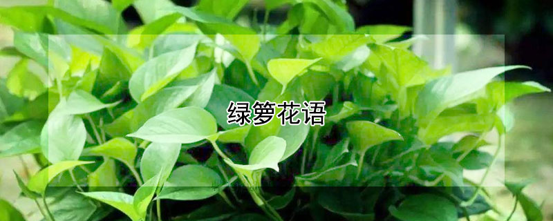 绿箩花语 绿箩花语的教案