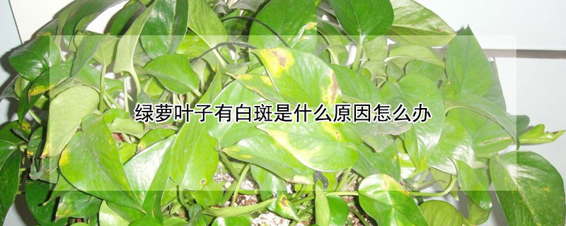 绿萝叶子有白斑是什么原因怎么办（绿萝叶子有白色斑块）