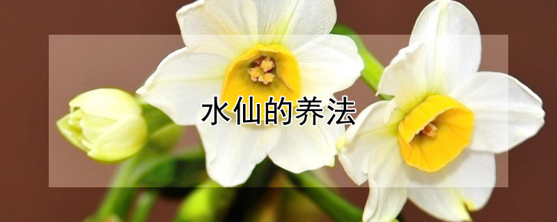 水仙的养法（养水仙注意什么）