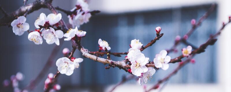 桃花花语 桃花的花语和象征