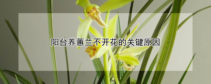 阳台养蕙兰不开花的关键原因 大花蕙兰自己养为什么不开花