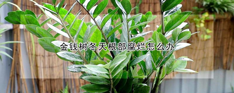 金钱树冬天根部腐烂怎么办（金钱树冬天根发软是烂根吗）