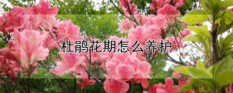 杜鹃花期怎么养护(杜鹃花怎么养护)