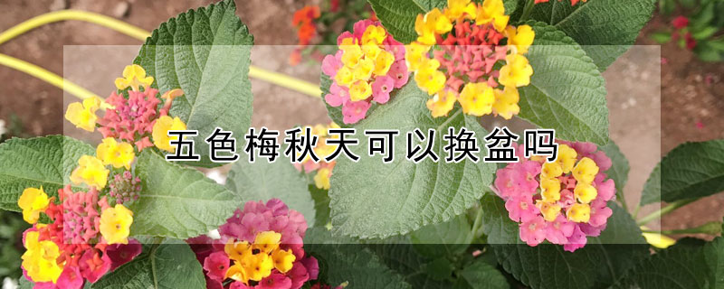 五色梅秋天可以换盆吗（五色梅冬天能换盆吗）