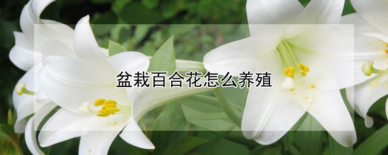 盆栽百合花怎么养殖 盆栽百合花怎样养殖