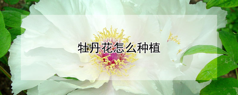牡丹花怎么种植 牡丹花的种植方法和时间